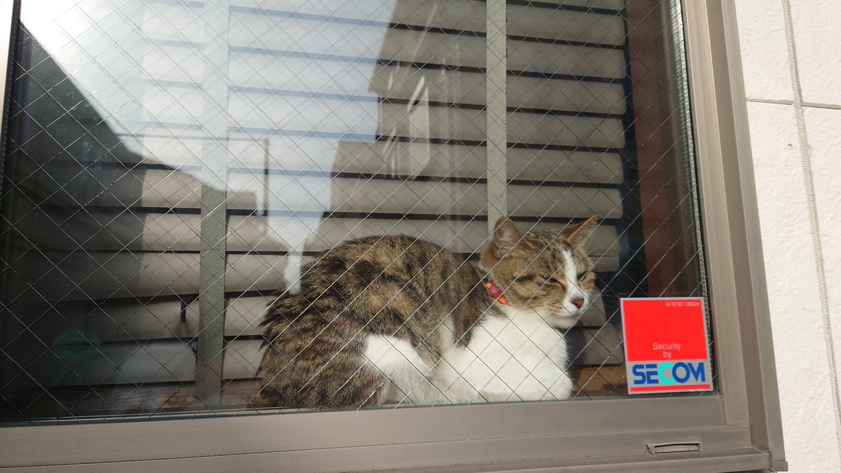 goootaro's tweet photo. NECOMしてますか？😺

#SECOM
#NECOM
#ねこ
#猫
#😺
#寝込む
#寝子 https://t.co/5y4HgLKEzk