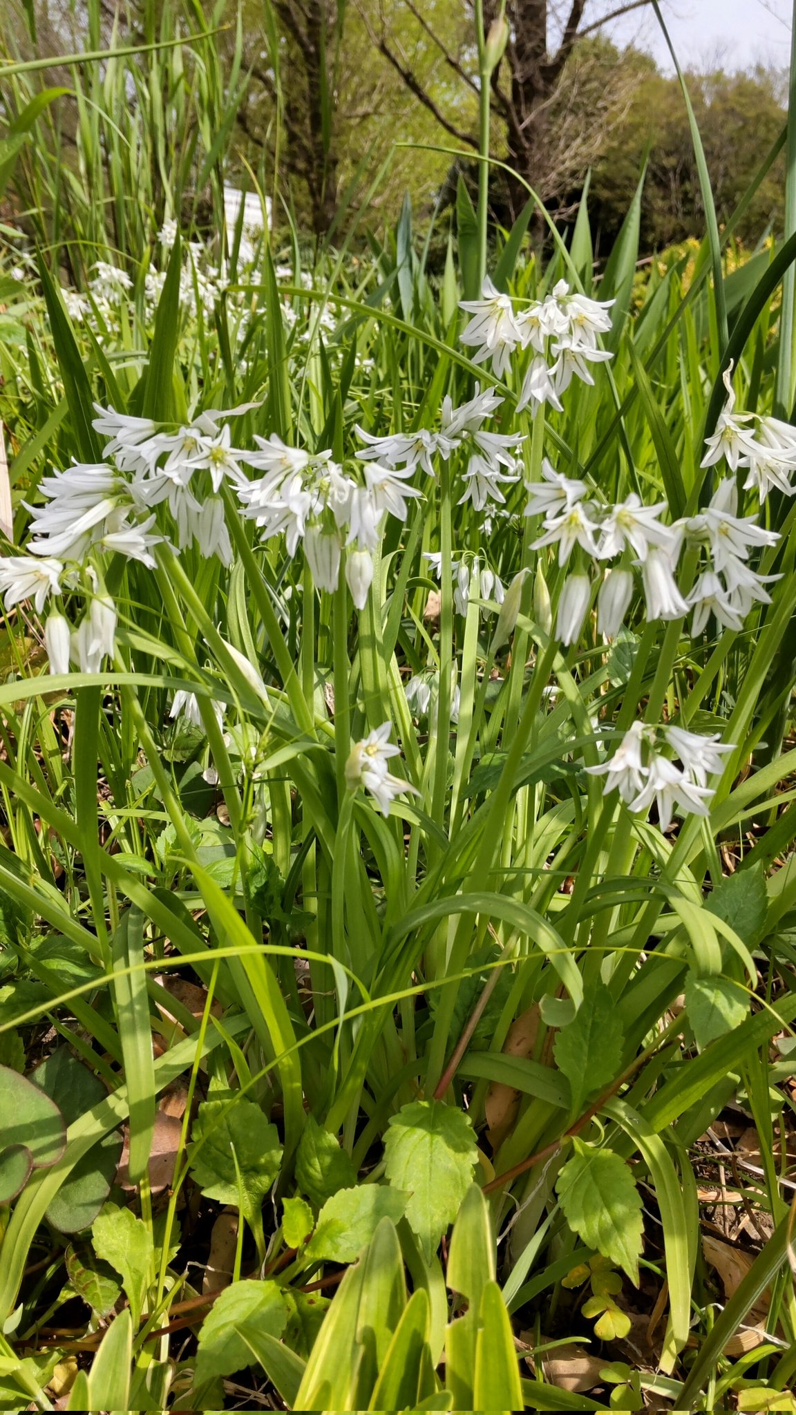 تويتر アリウム トリケトラム البحث في تويتر