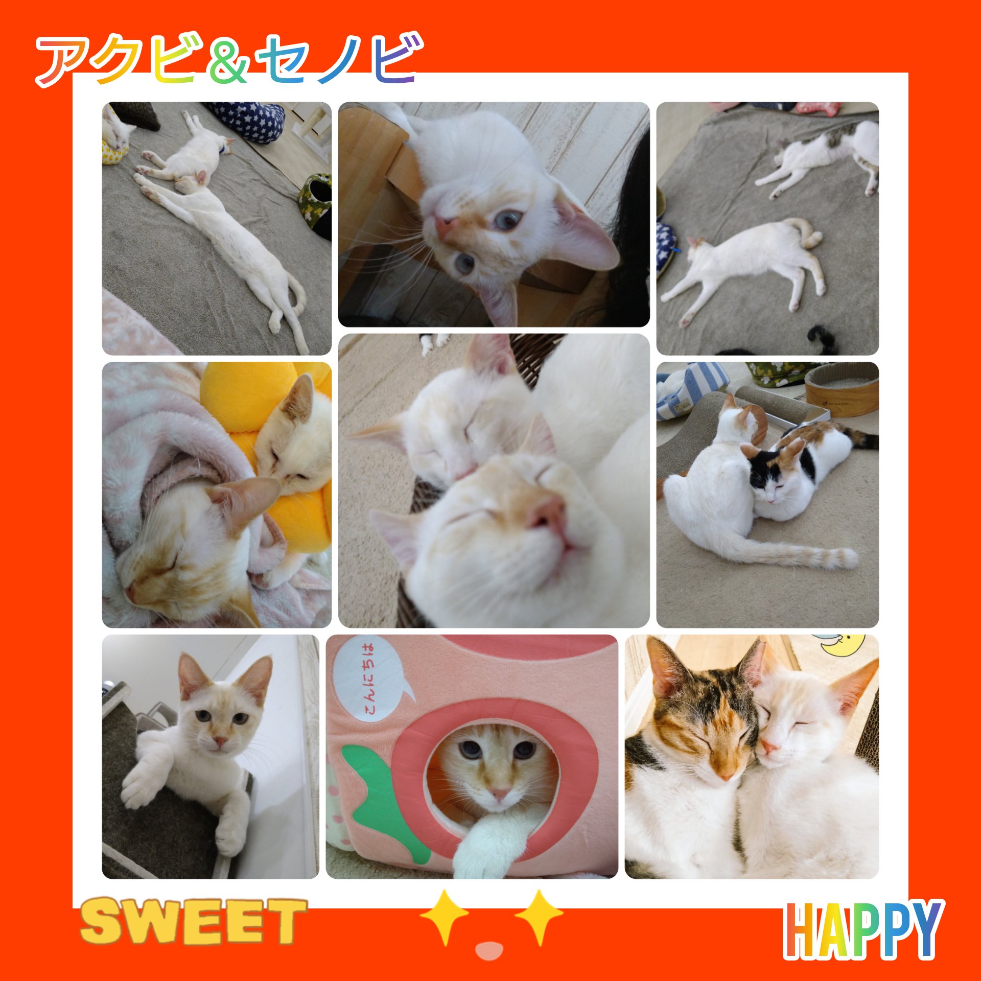 にゃんくる蒲田 Twitter Search Twitter
