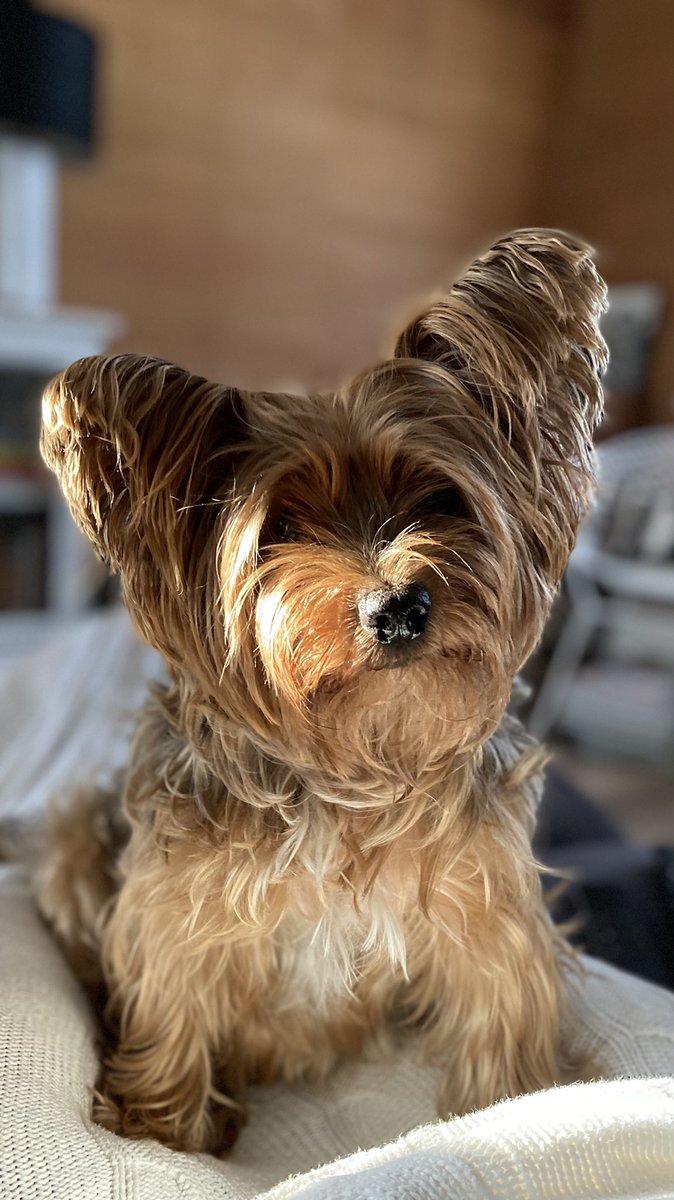 susan zehnacker tweet media