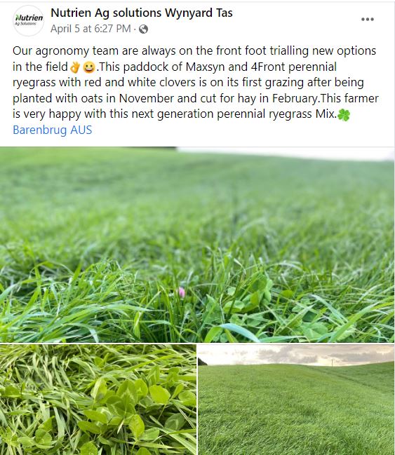 BarenbrugAUS's tweet photo. Our Autumn @BarenbrugAUS superstar #Maxsyn ryegrass and new perennial ryegrass variety 4Front - growing great guns in Tasmania. Providing quality pasture for our customers is what we strive for. #growwithconfidence  👌https://t.co/ktZEoSMzPN https://t.co/REs60TXP0l