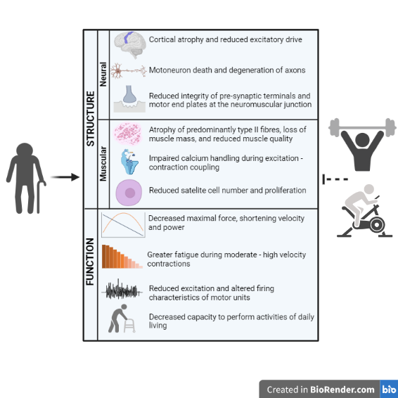 Steven O'Bryan (@steven_obryan) on Twitter photo Our new JC article in <a href="/JPhysiol/">Journal of Physiology</a> on the benefits of physical activity on neuromuscular structure and function in old age with <a href="/dshiam1/">Danielle Hiam</a> @LamonSeverine <a href="/iHealthSportVU/">Institute for Health and Sport, VU</a> <a href="/DeakinIPAN/">Deakin IPAN</a>.
Accepted article here physoc.onlinelibrary.wiley.com/doi/10.1113/JP…
Final version coming soon 👀 Our new JC article in <a href="/JPhysiol/">Journal of Physiology</a> on the benefits of physical activity on neuromuscular structure and function in old age with <a href="/dshiam1/">Danielle Hiam</a> @LamonSeverine <a href="/iHealthSportVU/">Institute for Health and Sport, VU</a> <a href="/DeakinIPAN/">Deakin IPAN</a>.
Accepted article here physoc.onlinelibrary.wiley.com/doi/10.1113/JP…
Final version coming soon 👀