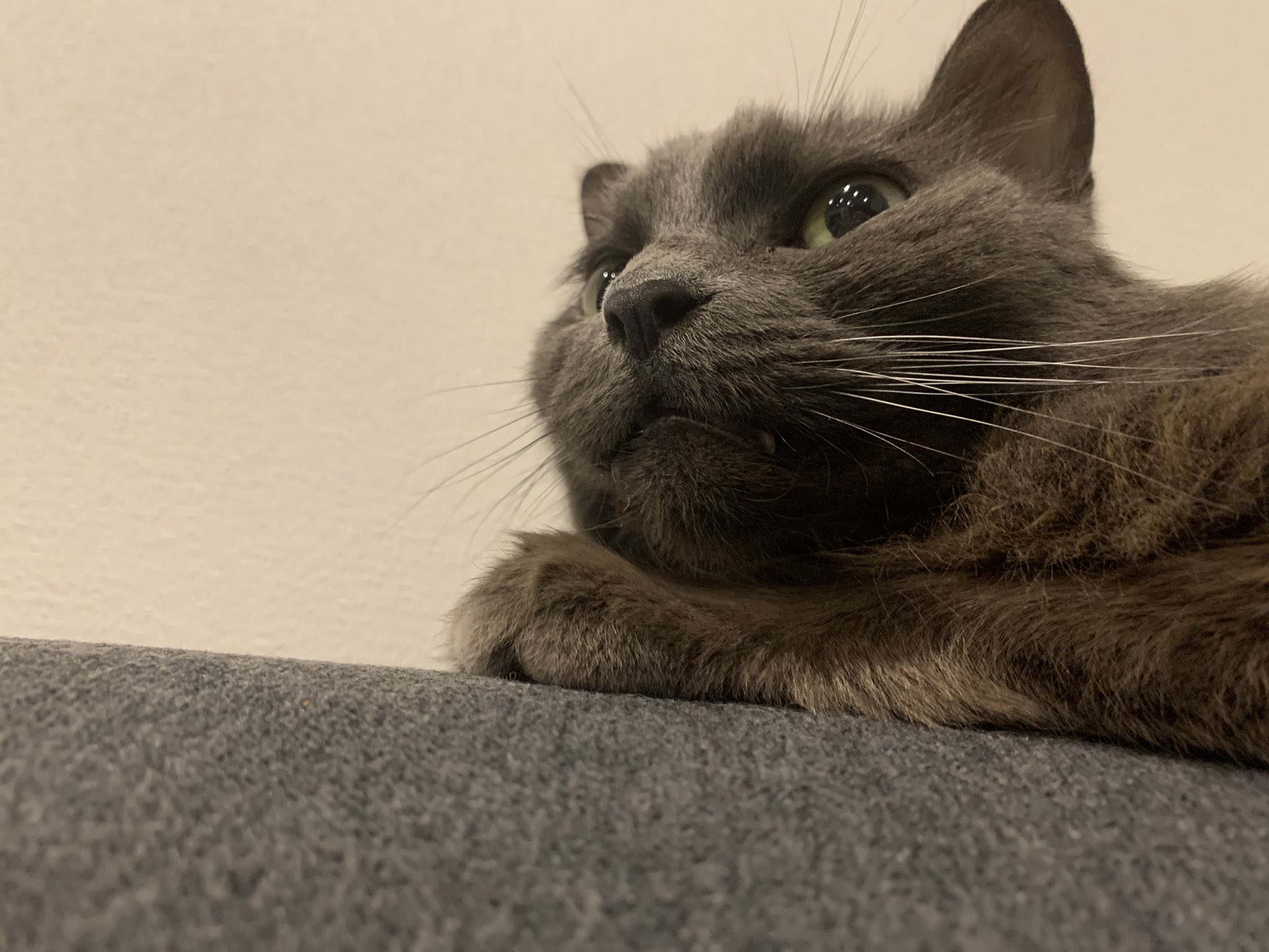 猫のいた暮らし Twitter Search Twitter