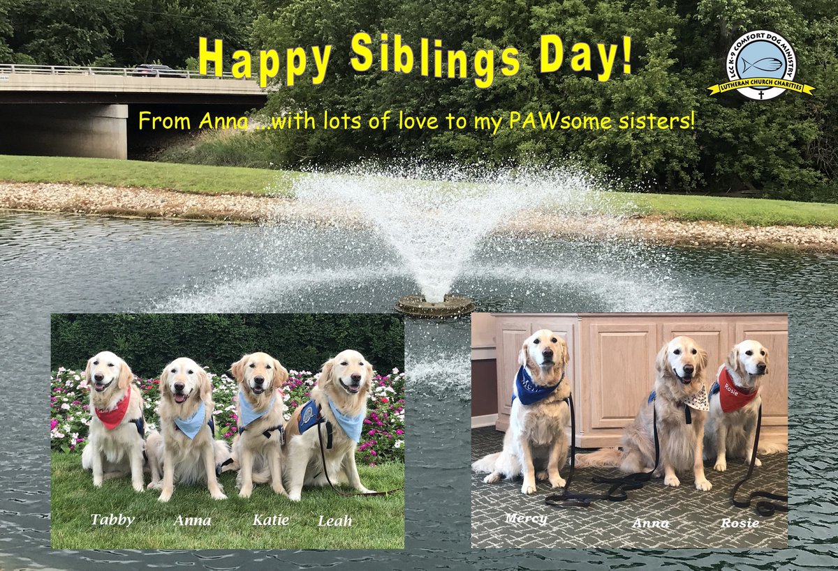 LCCK9Anna's tweet photo. Happy Siblings Day to my litter sisters Katie, Leah, and Tabby Comfort Dogs, and our big sisters Mercy and Rosie.  We live far apart, but we are all @K9ComfortDogs and  always together in heart and spirit! ❤️🐾 #SiblingsDay #sisters #dogsoftwitter https://t.co/1dorOh9pjL