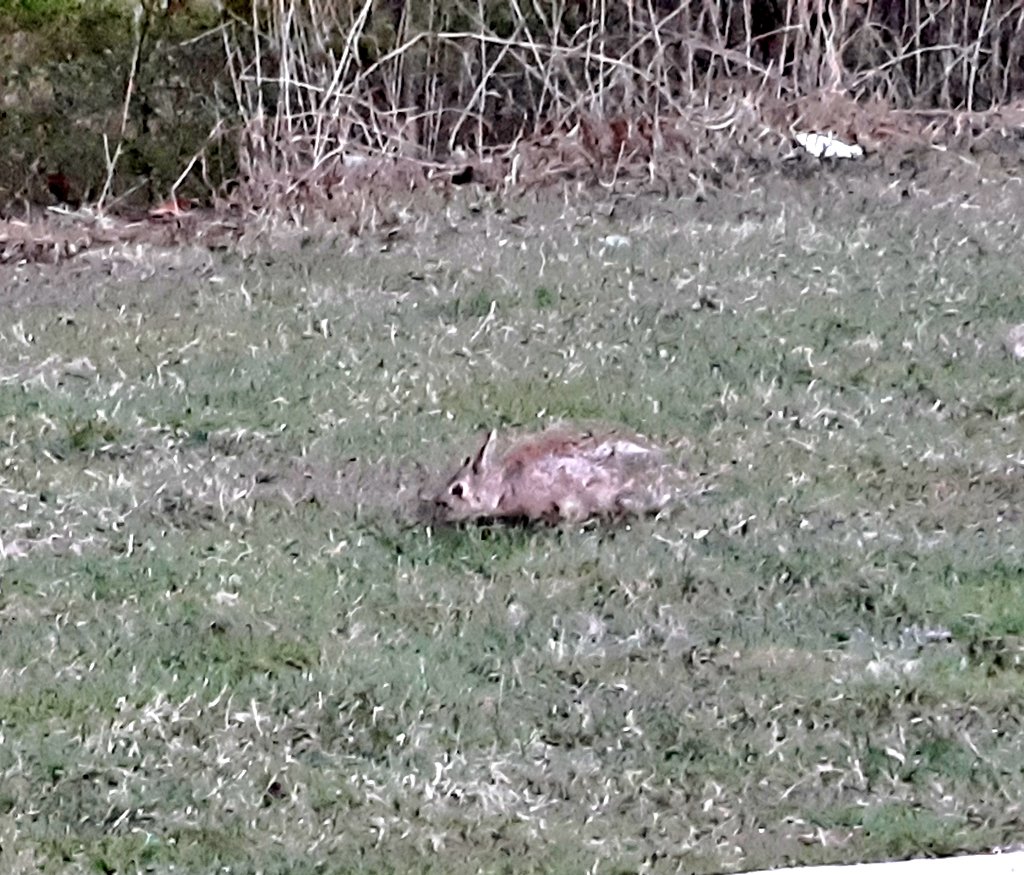 I think it's a good sign to see #PeterCottontail
on #PalmSunday2022