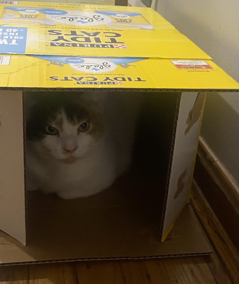 PurrfectPaws4's tweet photo. Lounging Luna celebrating #catboxsunday  #cats #CatsOfTwitter #CalicoCrew https://t.co/aSZHNu0YRt