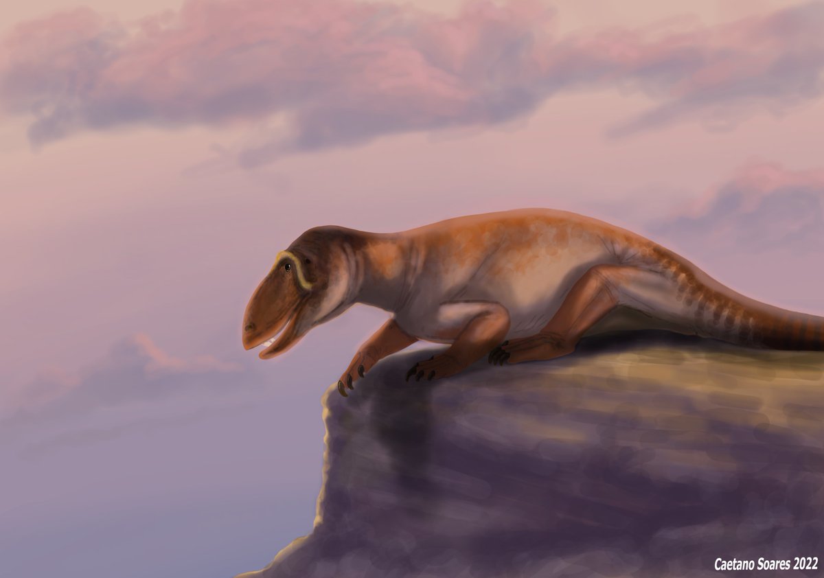 Pampaphoneus biccai
.
@FeliPinheir 
.
#paleoart #permian #paleontology