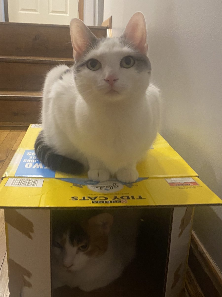 PurrfectPaws4's tweet photo. Then there were 2 #catboxsunday https://t.co/mPLqTanIDo