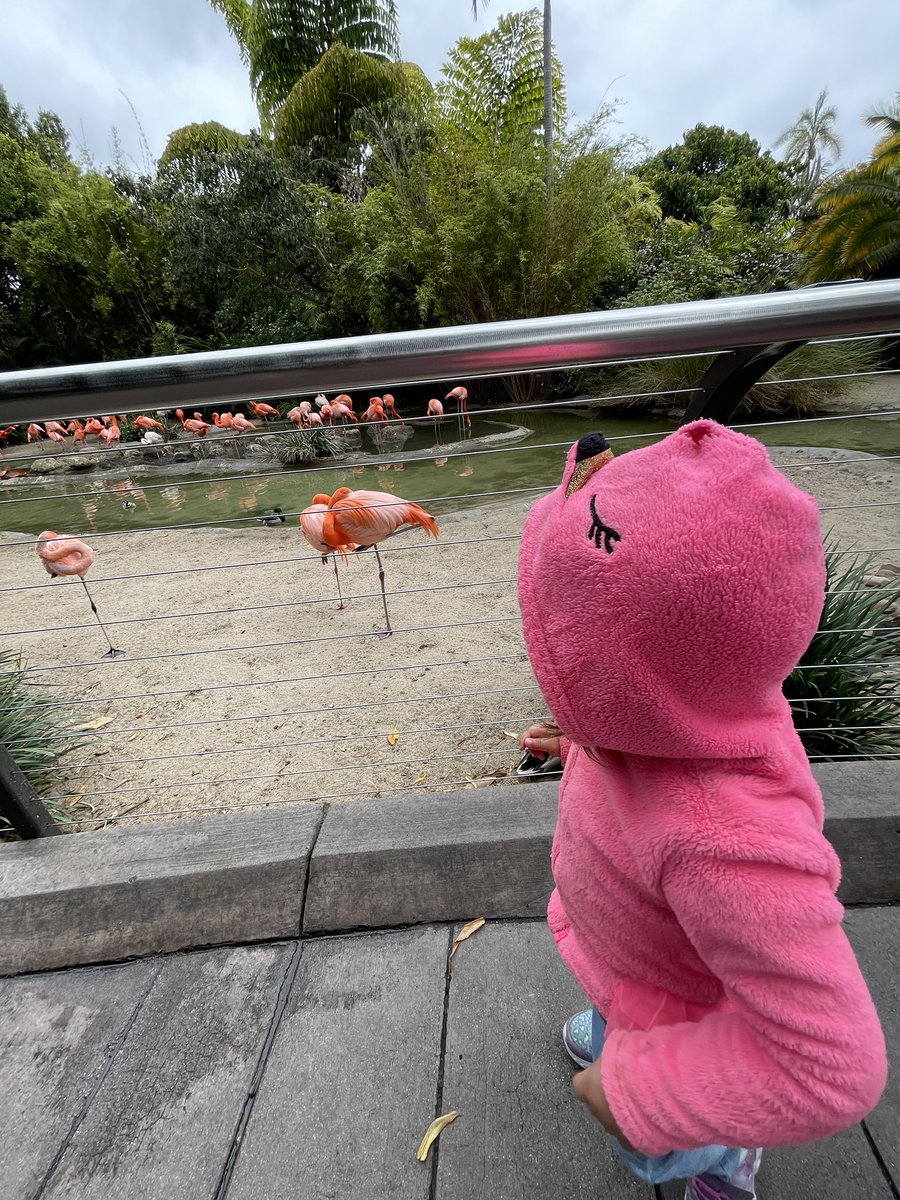 Bubsy79's tweet image. My flamingo meeting the other flamingos @sandiegozoo #FlamingoFun