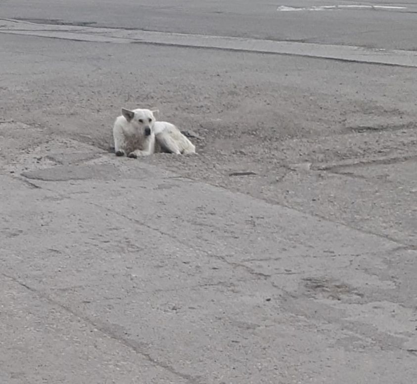 DLajimodiere's tweet image. How we fill pot holes on the rez #RezDogs