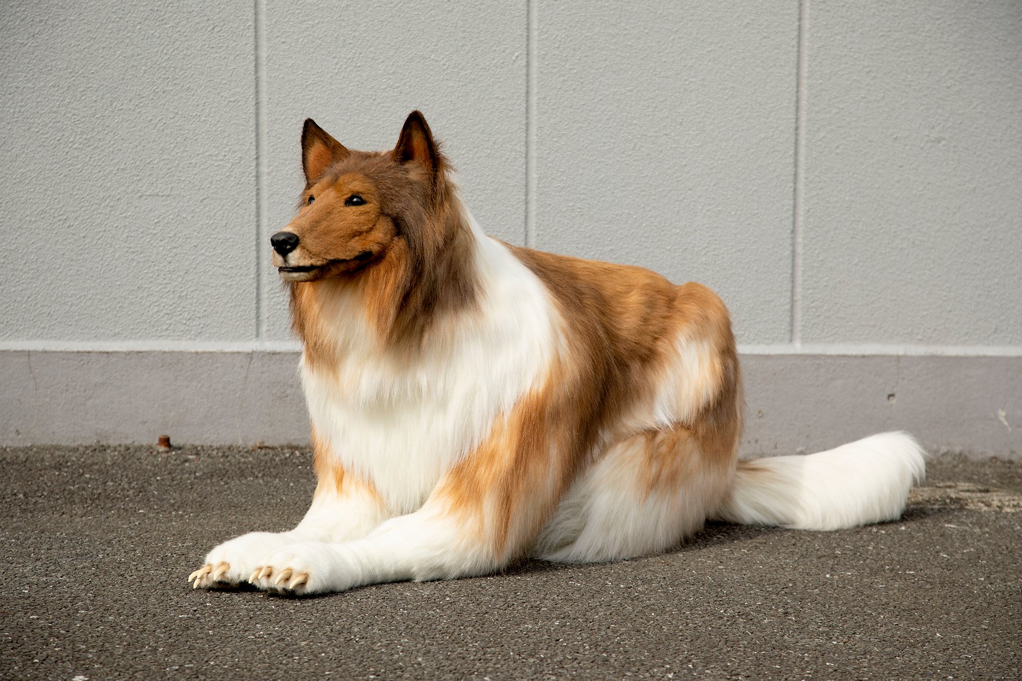 Japanese man spends over $15,000 to become a dog