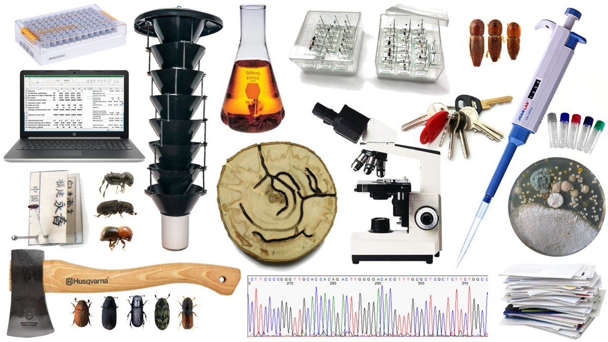 Potentially interested in a PhD or POSTDOC on beetle-fungus-tree relationships? We will be hiring next year, get in touch early! hulcr@ufl.edu #invasives, #ecologicalstatistics, #phylogenetics