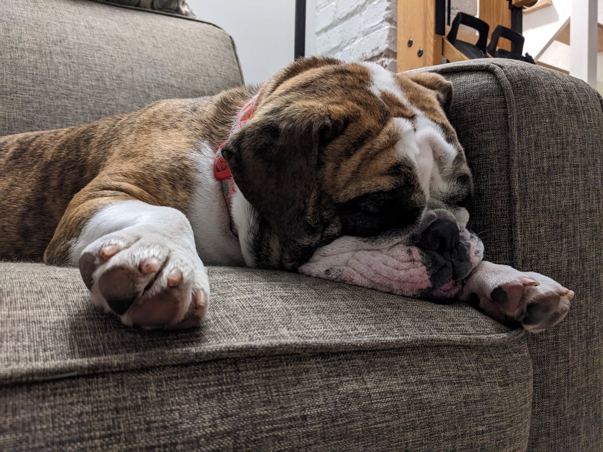 Just having a little nap before bedtime #dogsoftwitter #bulldogs