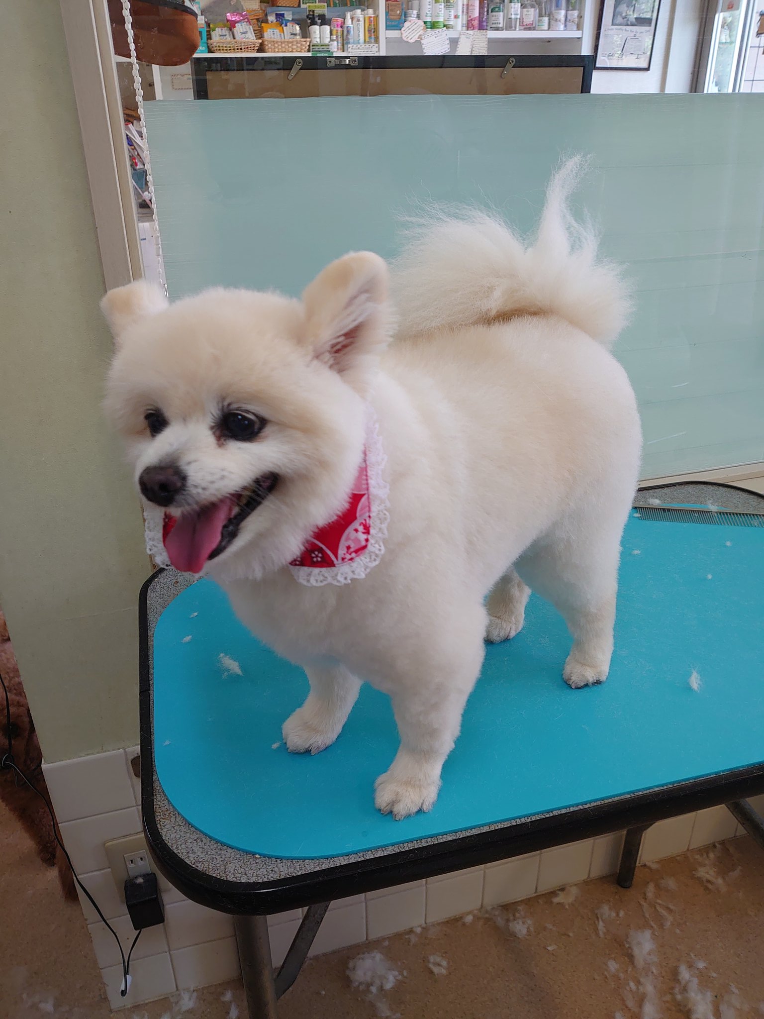 Thunder お隣の地区からお越しのポメちゃん 暑くなってきたので短くカット ポメちゃんから柴ちゃんに変身です トリミングサロン Trimmingsalon ポメラニアン ポメ オールシザーカット 豆柴カット T Co 4trrjscgbg Twitter