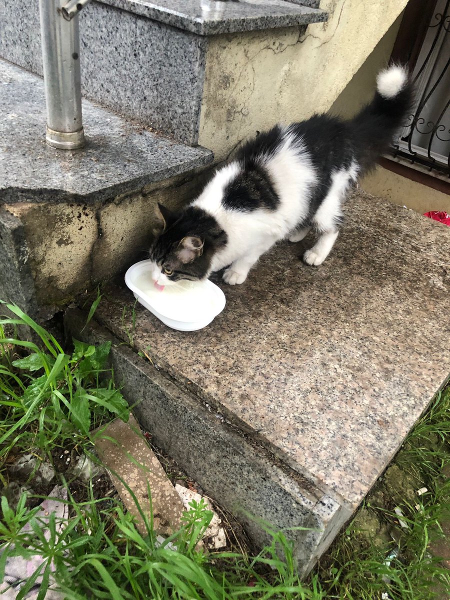 MaltepeBelTr's tweet photo. #Maltepe'lilerin dikkatine, 

Fındıklı, Yalın Sokak'ta sahipli olduğu düşünülen bir kedi bulunmuştur. 

Vatandaşlarımıza duyurulur. https://t.co/oOp3pEEA78