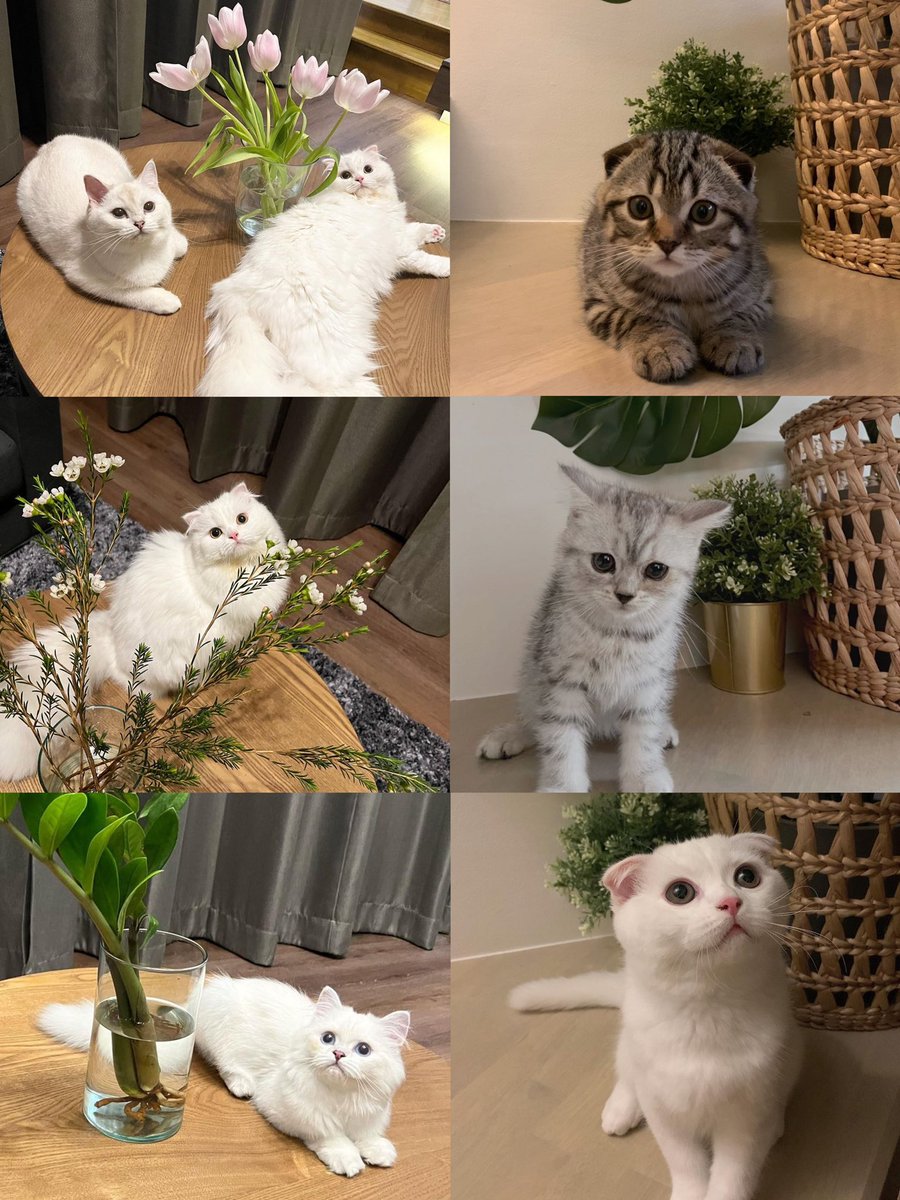 starlightsmix's tweet photo. พี่เอิ้ดเลี้ยงแมวแบบไล่เฉดสี แต่มิกหัวใจแมวขาวหมดเลย5555555555555555555 https://t.co/is7k3KpjGN