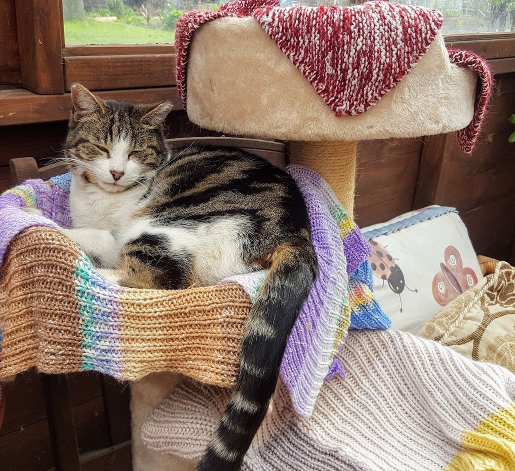 AllotmentCat's tweet photo. Barbara told me that it's our birthday today. I think it's a bit strange that all of us have the same birthday but apparently this day was chosen for us. I might go for a walk with Barbs today, I'll see how I feel. There's still no sign of my boy, maybe Barbs knows something. https://t.co/O4o4mJUmu1