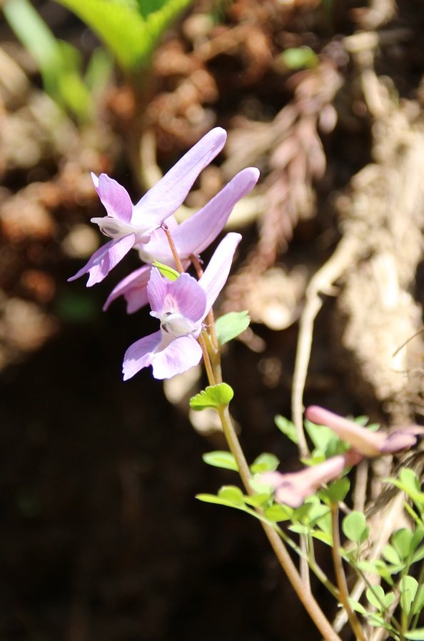 ミヤマカタバミ Twitter Search Twitter