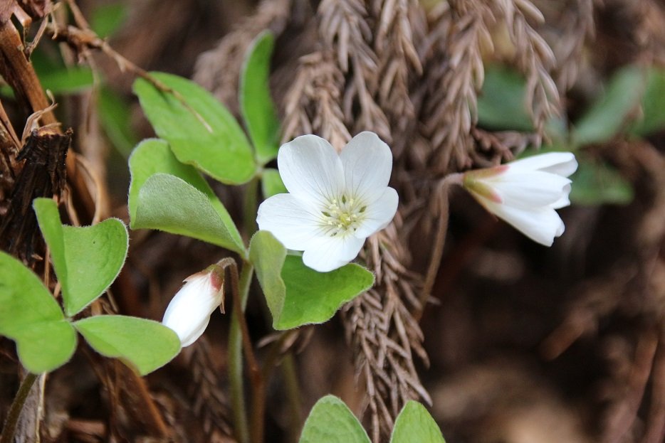 ミヤマカタバミ Twitter Search Twitter