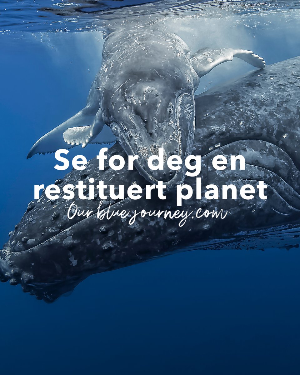 𝗦𝗲 𝗳𝗼𝗿 𝗱𝗲𝗴 𝗲𝗻 𝗿𝗲𝘀𝘁𝗶𝘁𝘂𝗲𝗿𝘁 𝗽𝗹𝗮𝗻𝗲𝘁

Det er ikke lenger nok å bare være bærekraftig, vi må over på gjenopprettende handlinger. Gjennom innovasjon og nye ideer kan vi restituere planeten.

𝗕𝗹𝗶 𝗺𝗲𝗱 loom.ly/32m7x7o

#ourbluejourney #akvakultur