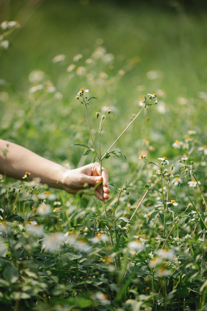 LondeBotanics tweet media
