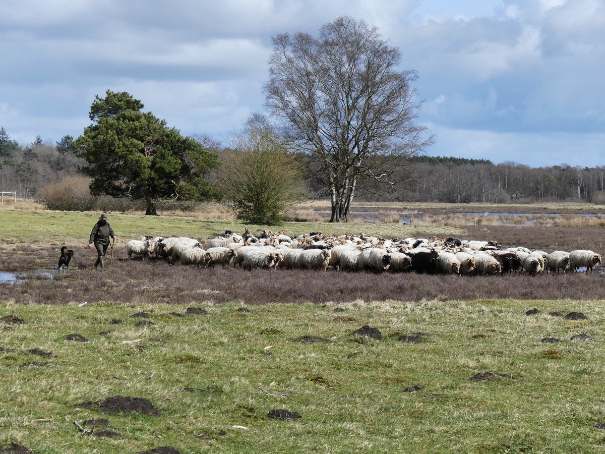 Greetje19's tweet photo. #Dwingelderveld ♡ #gisteren
Een dag met een lach en traan https://t.co/yS1JoNpc8Z
