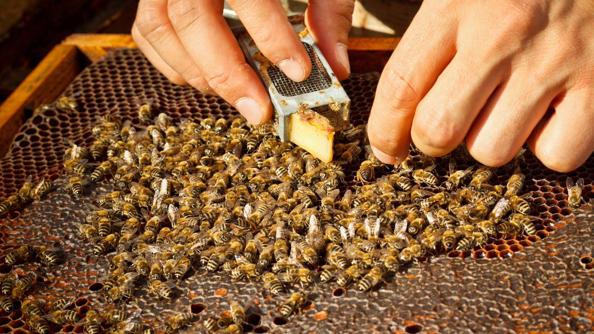 ApiaryBook's tweet photo. Have your docile, well-behaving bees suddenly turned aggressively defensive? Let's see what might be the reasons:
👉 Queenlessness 
👉 A queen with more aggressive genes
👉 Hive Robbing
👉 Alarm pheromone release
👉 Inspectng too often
👉 Rainy weather with heat and high humidity https://t.co/Agqa69XzLG