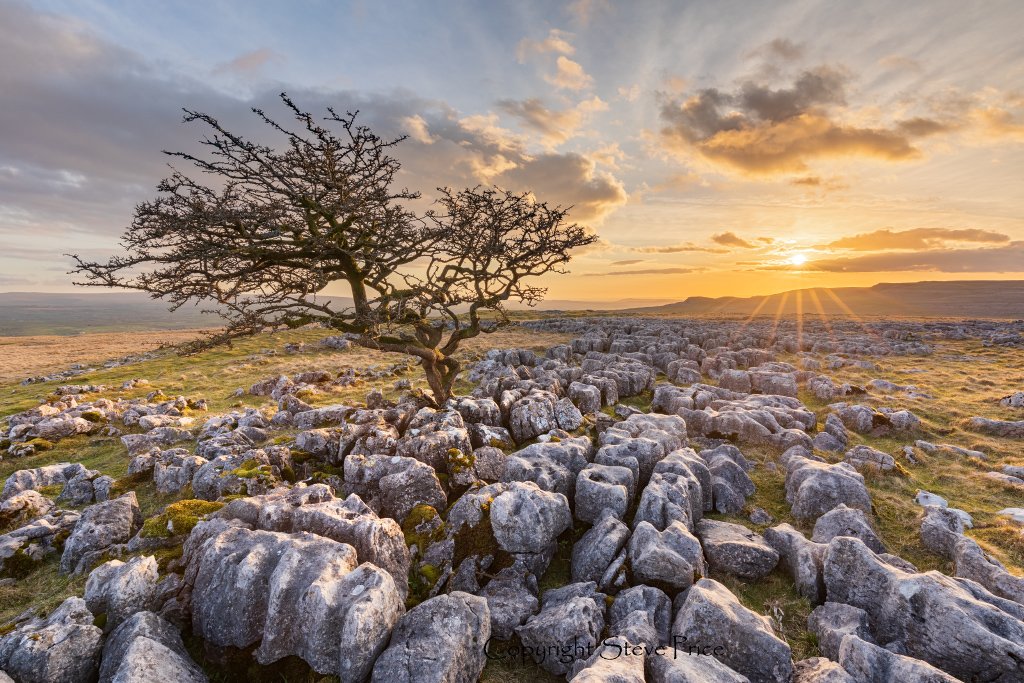 StevePpics's tweet photo. Happy Monday- enjoy the setting sun over #Twistleton limestone pavement
#wexmondays #appicoftheweek #fsprintmonday @yorkshire_dales @visitdales @yorkshirepost @OPOTY https://t.co/x76w6pTwzi