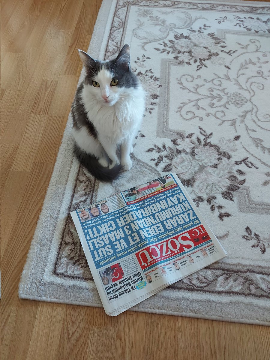 GÜNDEMİ YAKINDAN TAKİP EDİYOR AKILLI VE ZEKİ KEDİM ÜZÜM HANIM