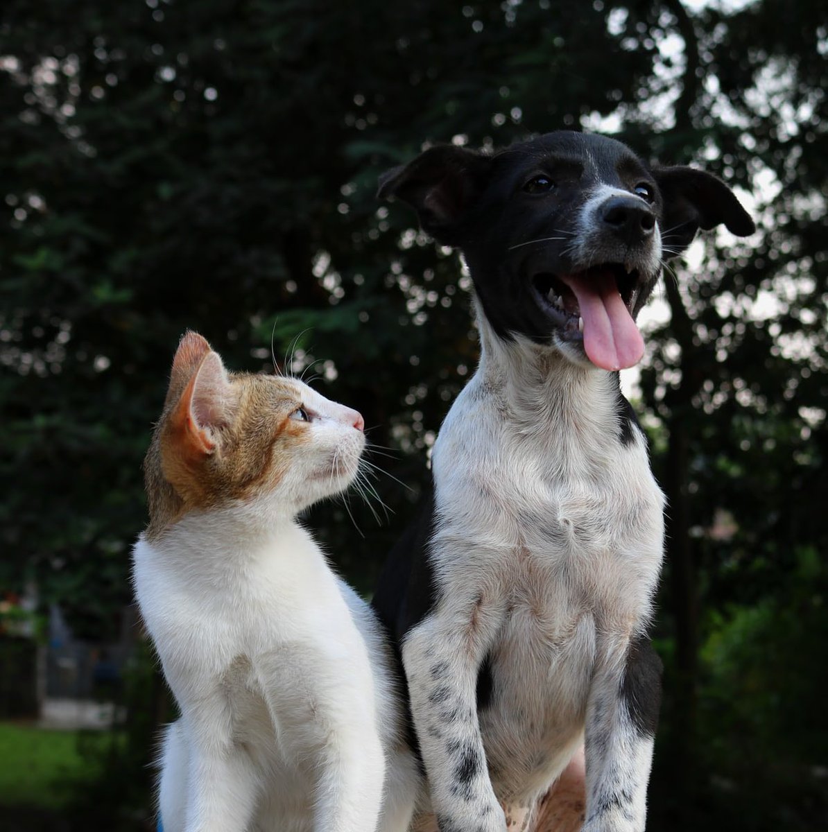NationalPetDay's tweet photo. Happy #NationalPetDay! Make sure to post pictures of your pets &amp; tag us so we have a chance to feature you! While today is a day to celebrate your pets &amp; and promote adoption…our thoughts are with the people and pets of #Ukraine.🐾🇺🇦💔 #AdoptDontShop https://t.co/EBv6MVe9Ne
