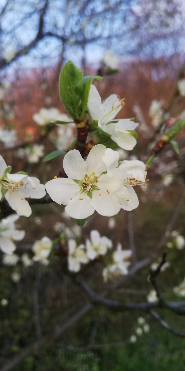 SinFiziO's tweet photo. #Spring #blossom #plum #tree #nature #outdoor #photo #photographylovers #PhotographyIsArt https://t.co/fxmSD5PqO0