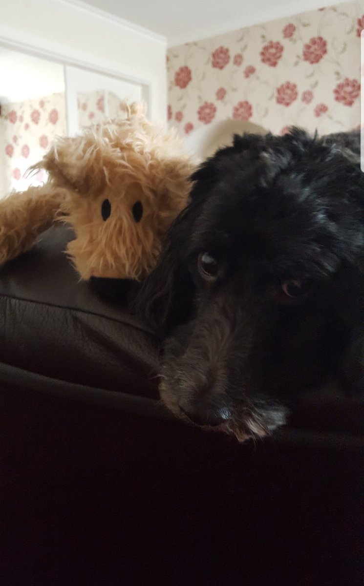 Good morning and Happy National Pet Day! Now, I know I no longer have a pet, but William is my Mum's dog and he really is a cutie! Have a great day and start to the week ❤
#newbury #berkshire