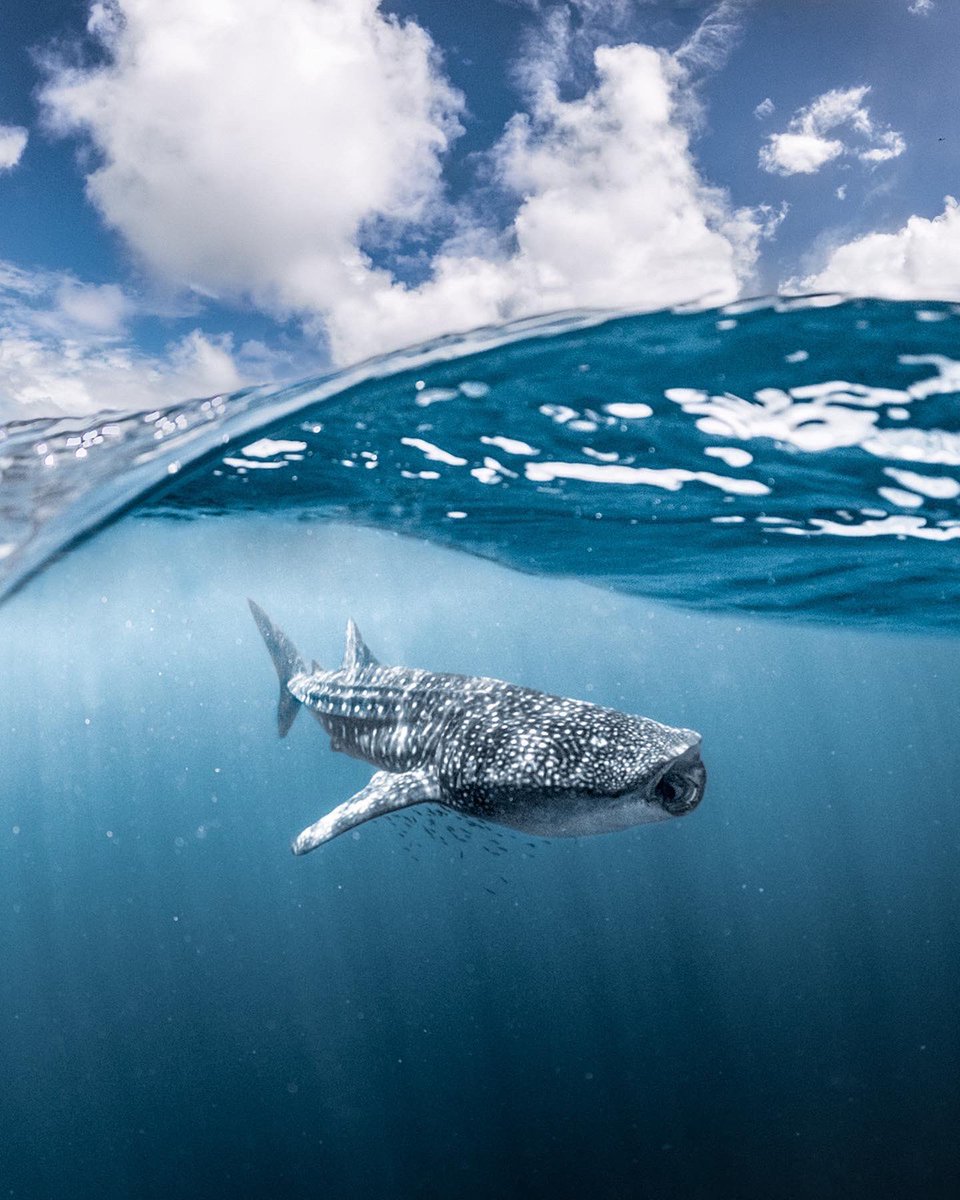 From my recent trip to Exmouth in @WestAustralia 
Was an awesome experience with Exmouth Dive and Whaleshark

#holidayherethisyear #wanderoutyonder #australiascoralcoast