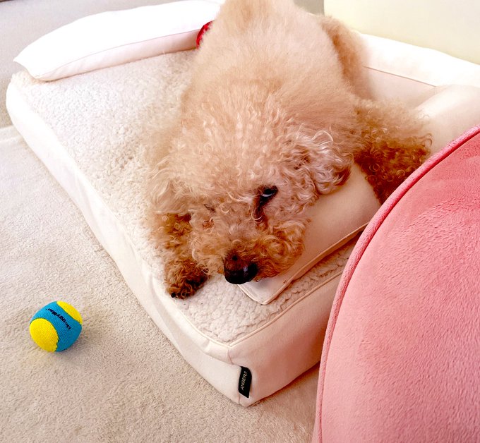 何か言いたそうです😅 遊んだじゃーんwww *目つきは飼い主に似ました。すみません🤣 https://t.co/mkjvThGiNB<a href="/tag/%E5%8C%A0%E3%81%AE%E6%8A%80"class="tags"><span>#匠の技</span></a>