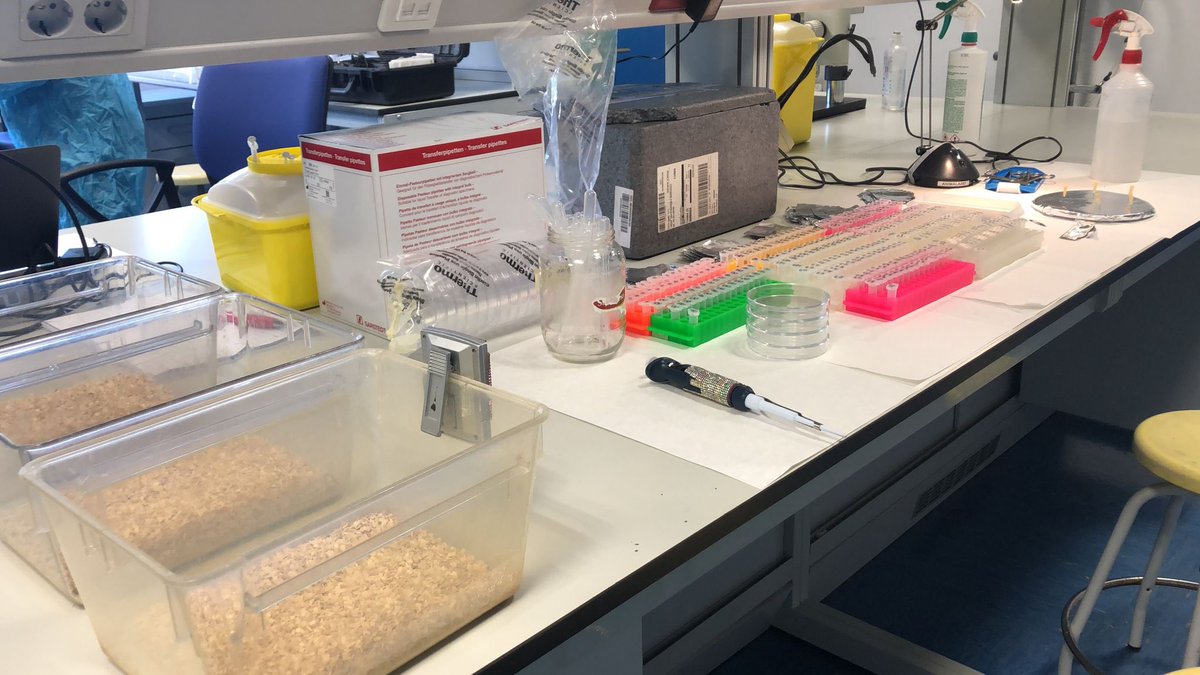 FatLiv_Lab (@fatlivl) on Twitter photo 🧫🧪👩🔬👨🔬💐👨🔬👩🔬🧪🧫
<a href="/FatlivL/">FatLiv_Lab</a> wishes you happy Spring Break!!
#ScienceIsFun #ShowMustGoOn 🧫🧪👩🔬👨🔬💐👨🔬👩🔬🧪🧫
<a href="/FatlivL/">FatLiv_Lab</a> wishes you happy Spring Break!!
#ScienceIsFun #ShowMustGoOn