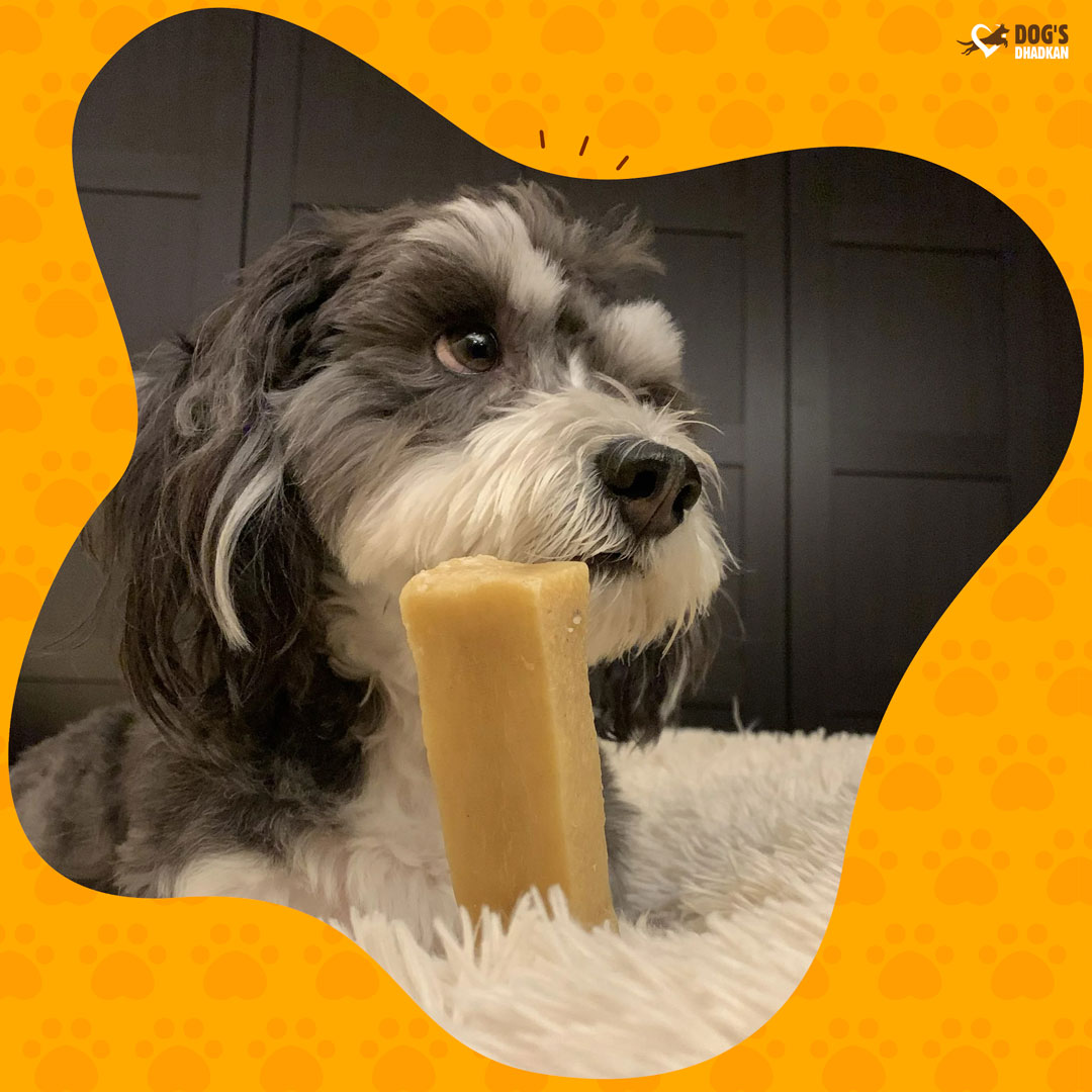 DogsDhadkan's tweet photo. A chewer need not be a biter!

#dogsdhadkan #dogcare #petlover #dogchews #dogtreat #gooddog #cutepuppies #doglovers #petstagram #dogstagram https://t.co/ym4FE1n8D4