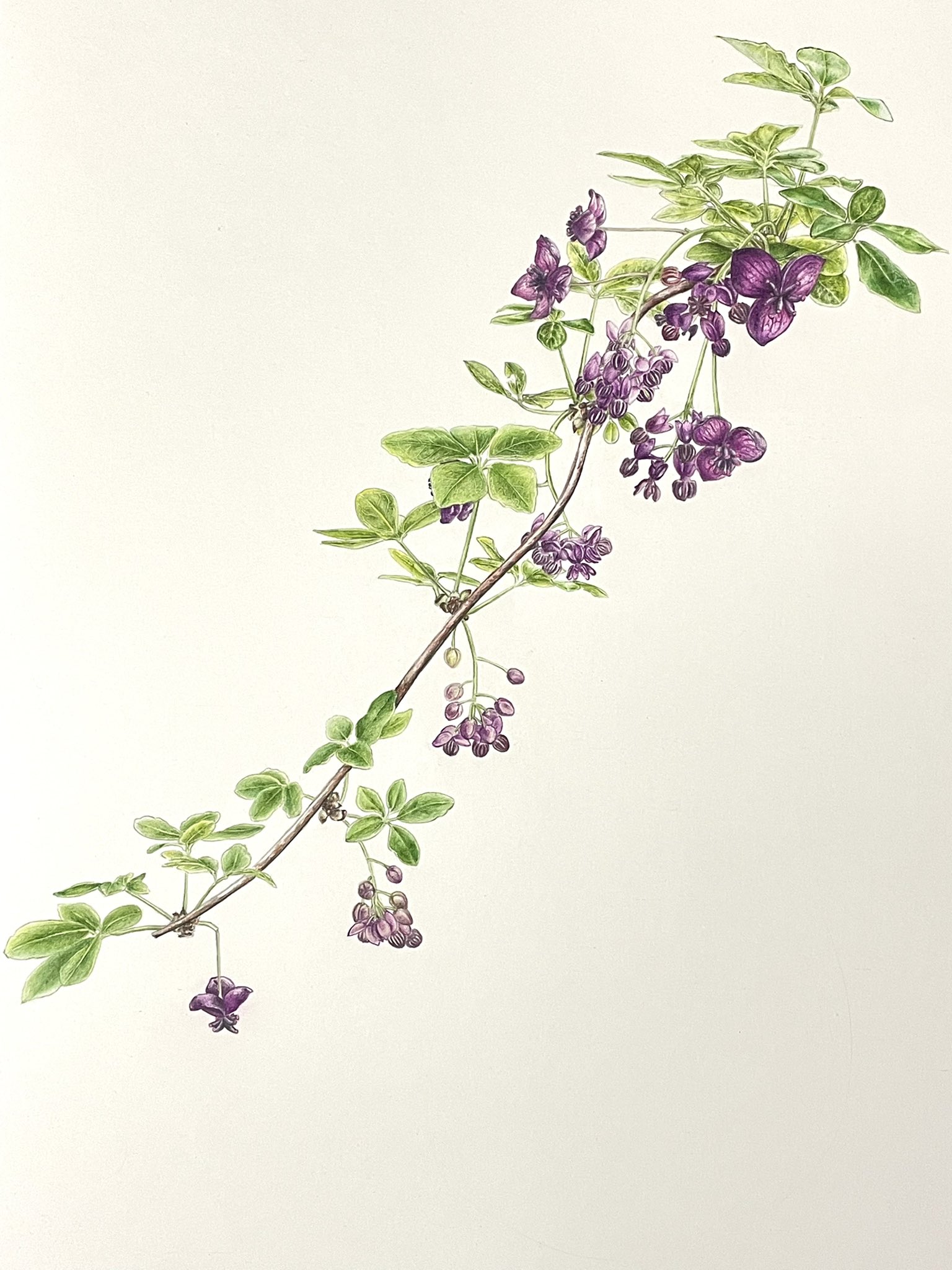 Twitter এ チョビ みんなで楽しむtwitter展覧会 アケビの花が満開になり あんまり見事なので描いてみました 花言葉は 才能 唯一の恋 絵描きさんと繋がりたい イラスト好きと繋がりたい 色鉛筆画 Botanicalart T Co Rglxhy1ilv ট ইট র