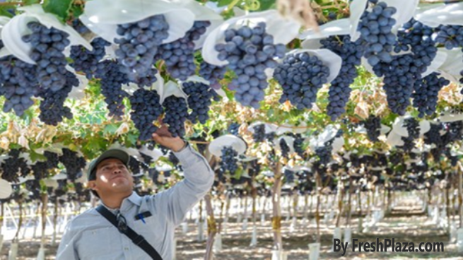 cchileyakarta's tweet photo. Salah satu kerja sama Chile - Indonesia dalam perdagangan International 

Indonesia represents the first largest destination for Chilean grape exports in ASEAN. Chilean grape production rose 22 percent, reaching 805 tons in 2021/2022 according to a USDA GAIN report. https://t.co/BYZxLOPvQS