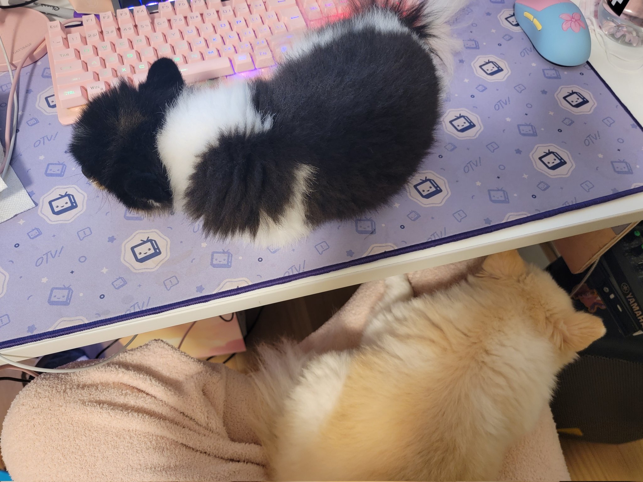 lily on Twitter "dogs https//t.co/xKNtL9WMfJ" / Twitter