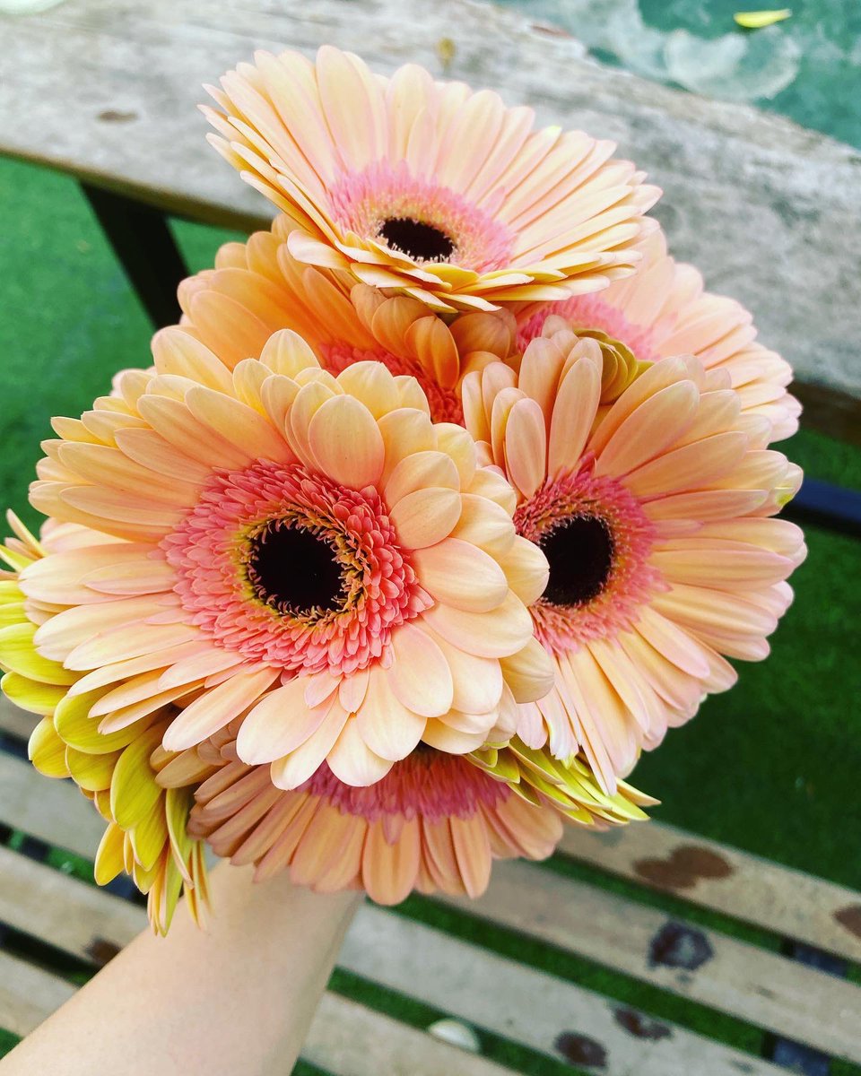 nowhereland4's tweet photo. Good morning☀️ Shampaign pink Gerberas are pretty!

https://t.co/R34FjYPWn3

#shampaign #gerberas #nowhereland https://t.co/4gavvuc7Dt