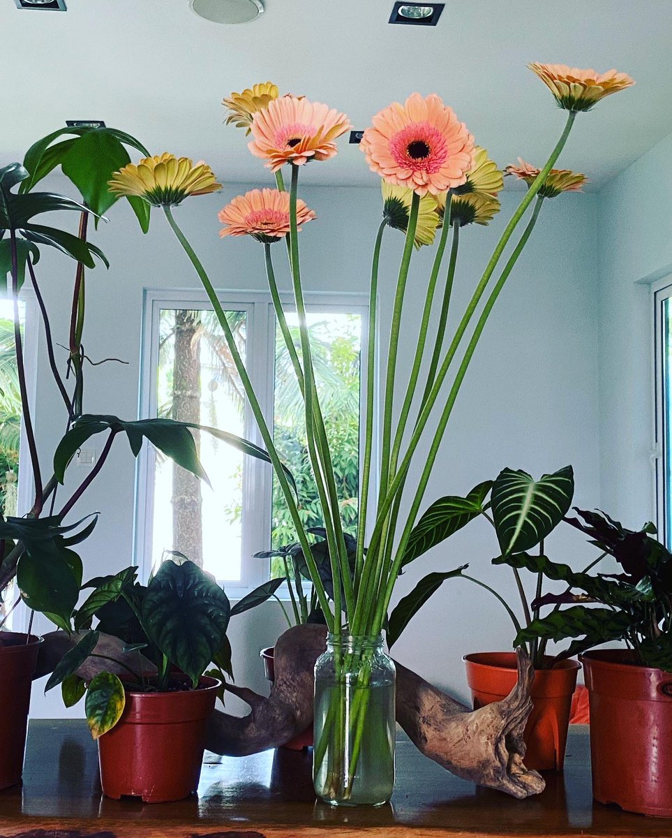 nowhereland4's tweet photo. Good morning☀️ Shampaign pink Gerberas are pretty!

https://t.co/R34FjYPWn3

#shampaign #gerberas #nowhereland https://t.co/4gavvuc7Dt