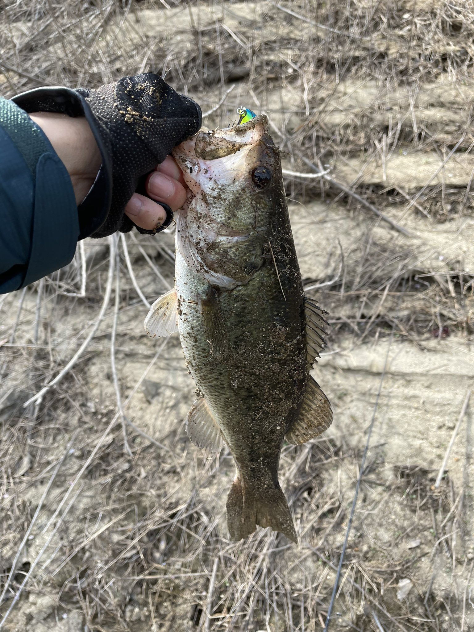 黒魚 Bas Pura Kabu Twitter