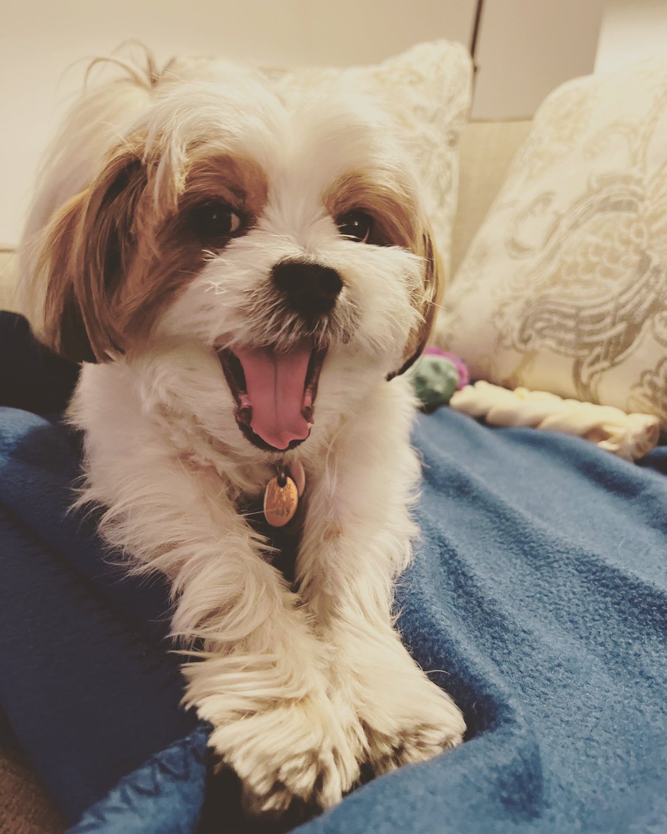 malbecgal's tweet photo. @DanRather My sweet sweet #covidpup @mybenjiboypup https://t.co/uDh7r9Y53F