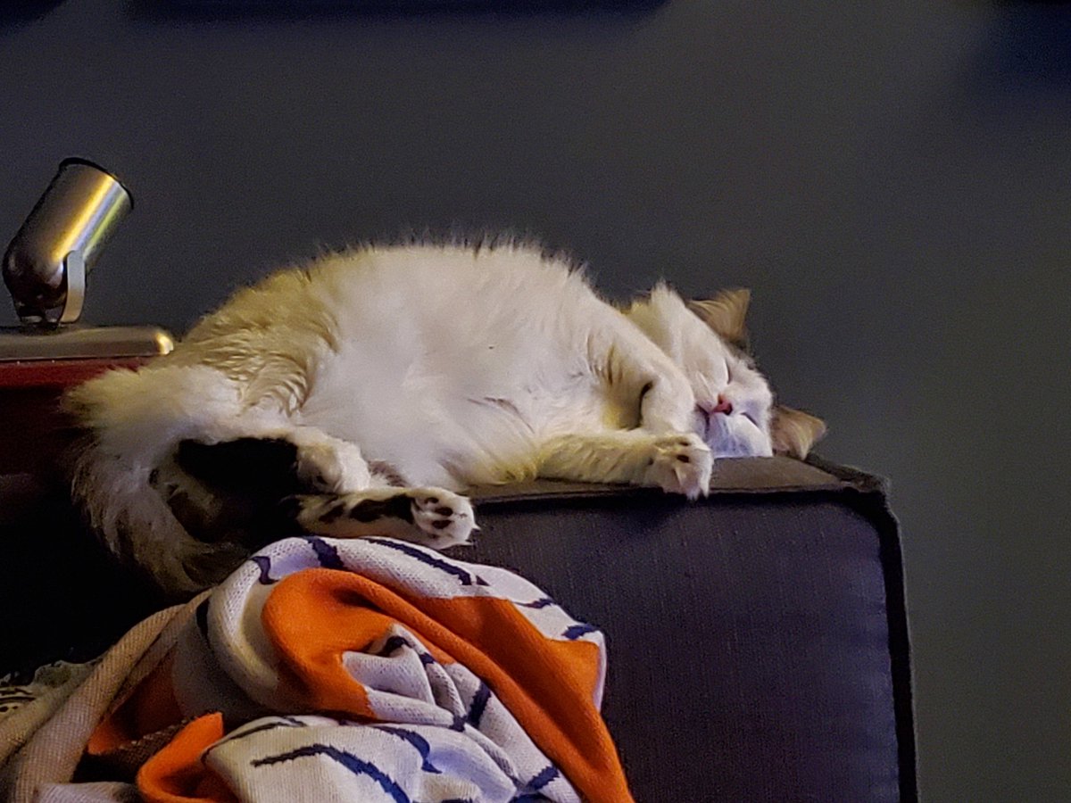 CatMomSays's tweet photo. Sleepy sleepy snoozy snooze. #SleepyKitty #Floof #KittyFloof #KittyBelly #CatsOfTwitter #CatsOnTwitter https://t.co/NsGwmeyA5c