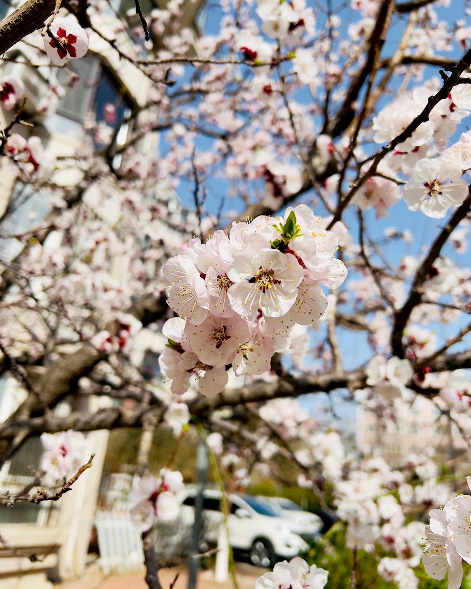 arvinzjc's tweet photo. 🌸 https://t.co/prQO0LTH75
