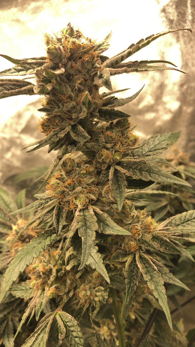 7hillzgro_biz's tweet photo. One of my favorite grows, our Keeper pheno of “Pink Chilly” #nftbuds #nftart #cannanft #community #craftflower #boutique #brand #7hillzgro #garden #green #female https://t.co/lR5B4pWBgu
