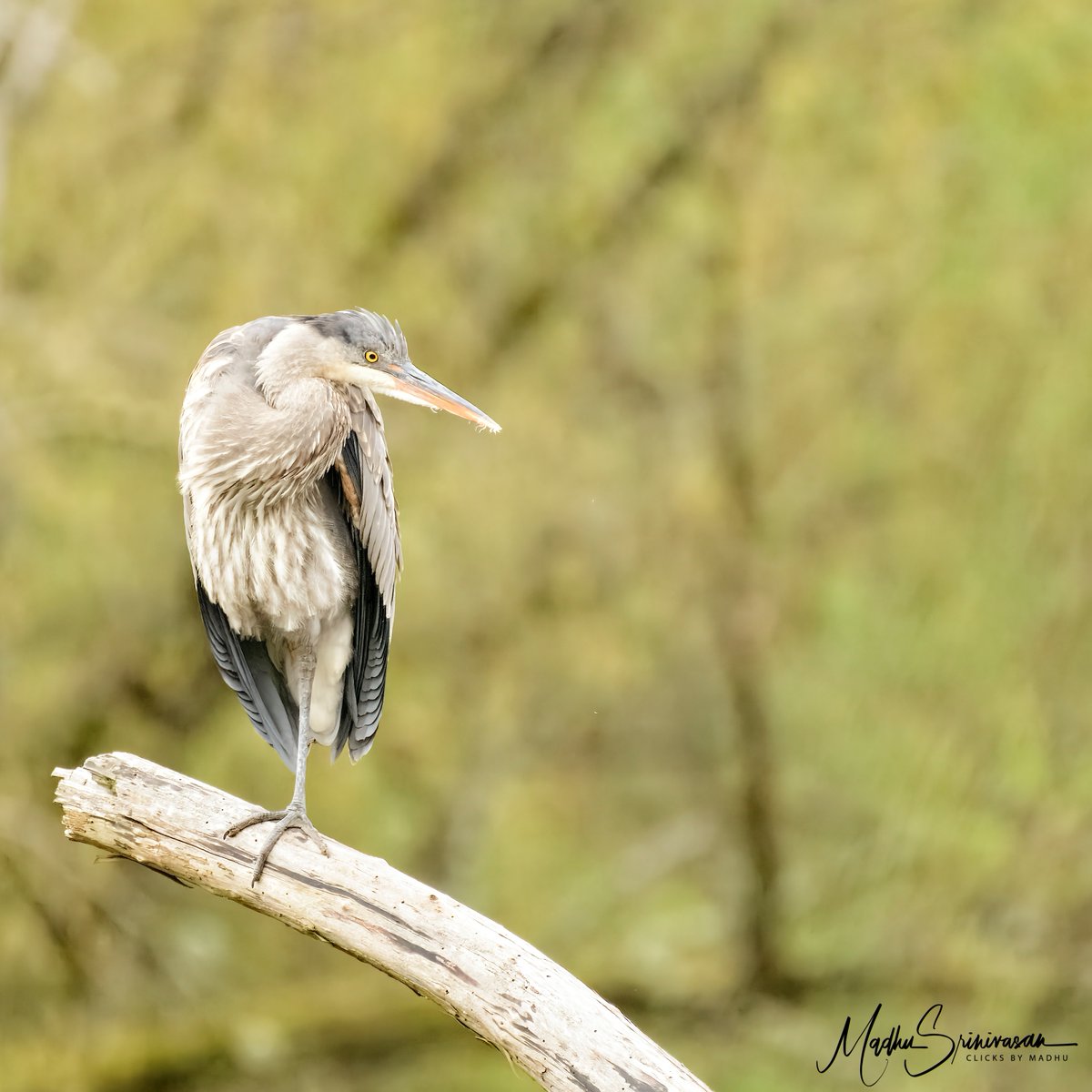 secunit64's tweet photo. Blue Heron, at #juanitabay Kirkland WA. Intently staring at something, standing on one leg.
Taken with a Nikon D500, Nikkor 200-500mm 1/5000 sec at f5.6, 500mm, ISO 8000
.
.
.
.
.
.
.
.
#destinationwa #natgeoyourshot #komo4 #nikonphotography #pnwphotographer #birdphotography https://t.co/UWxhNA6GKS