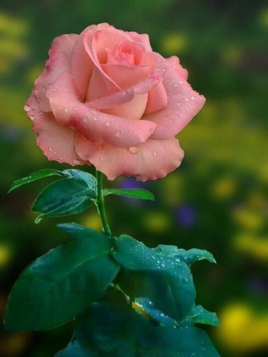 w201683 （FO,❤❤❤，互关100%回关） tweet media