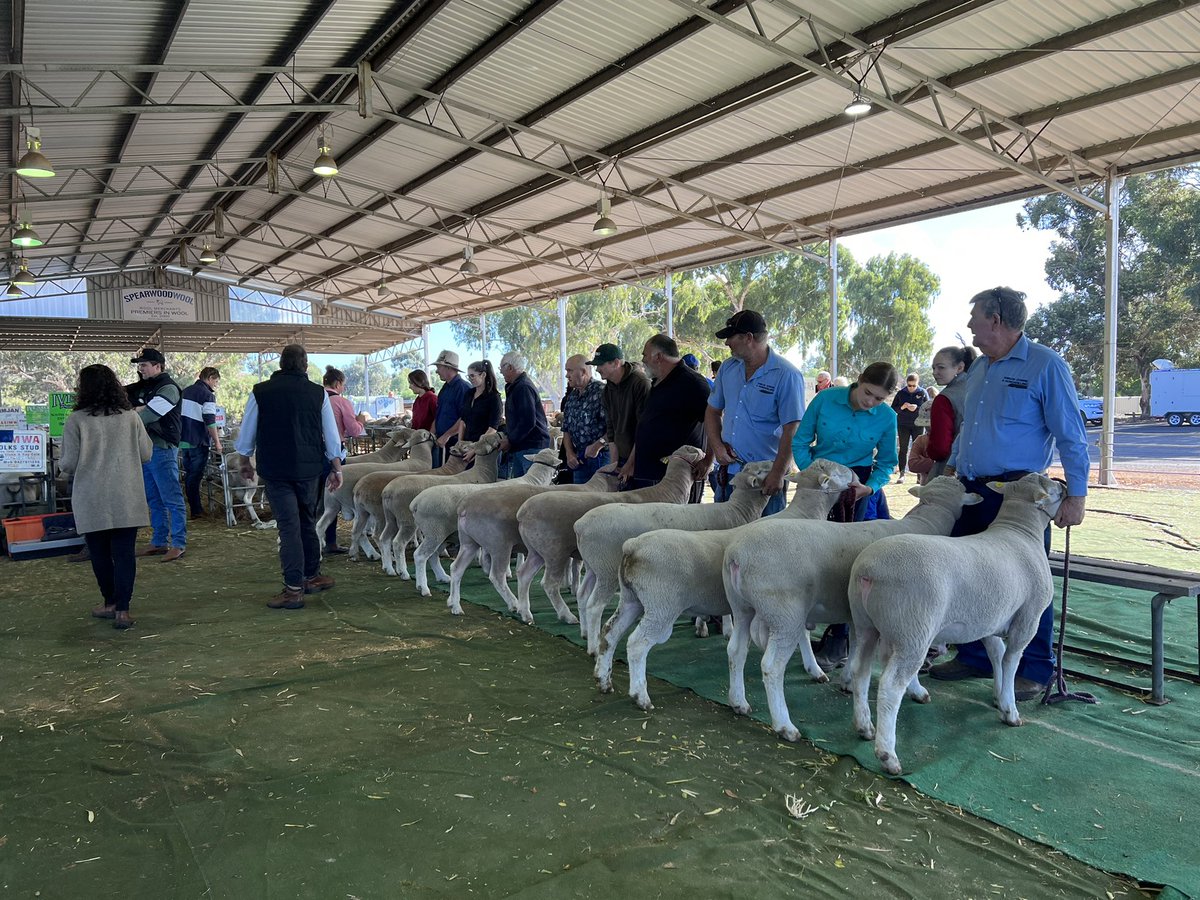 Western Australian Poll Dorset Association tweet media