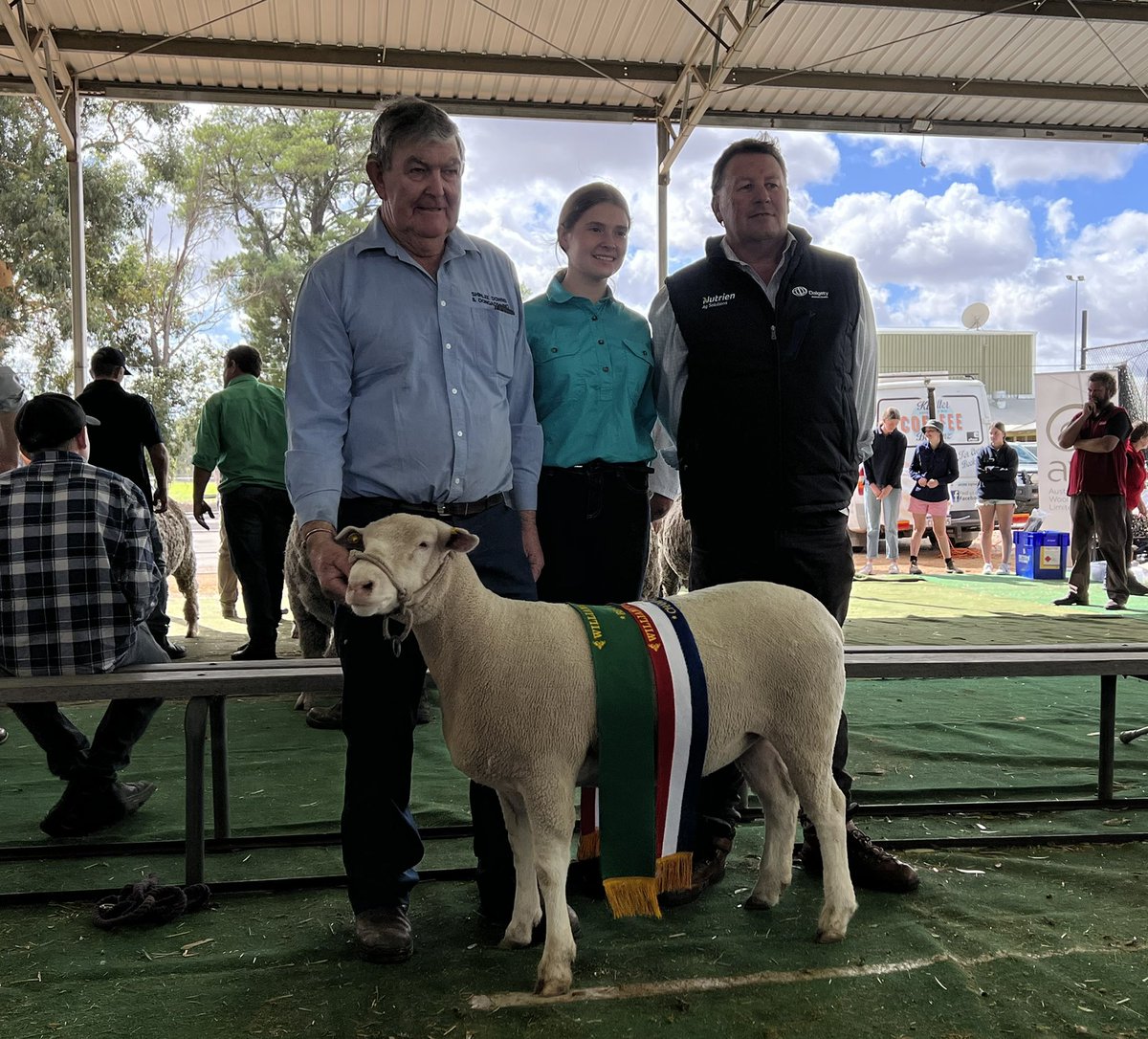 Western Australian Poll Dorset Association tweet media